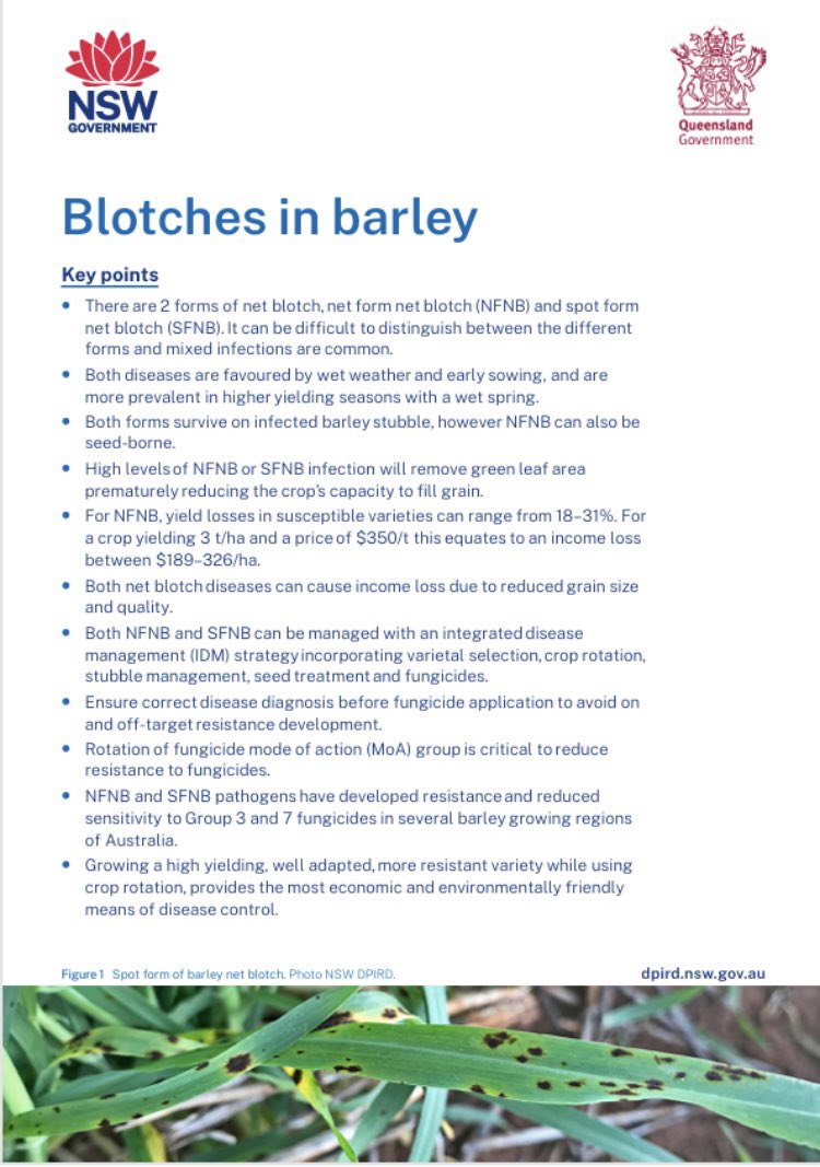 NSW Agronomy (@nsw_agronomy) on Twitter photo 🌾UPDATED: NSW DPIRD blotches in barley guide.
🚜….just in time for sowing! Resistant varieties are your best control option
Link 🔽
dpi.nsw.gov.au/__data/assets/…
<a href="/GRDCNorth/">GRDC North</a> <a href="/theGRDC/">GRDC</a> <a href="/GRDCSouth/">GRDC South</a> <a href="/GRDCWest/">GRDC West</a> #QldDPI 🌾UPDATED: NSW DPIRD blotches in barley guide.
🚜….just in time for sowing! Resistant varieties are your best control option
Link 🔽
dpi.nsw.gov.au/__data/assets/…
<a href="/GRDCNorth/">GRDC North</a> <a href="/theGRDC/">GRDC</a> <a href="/GRDCSouth/">GRDC South</a> <a href="/GRDCWest/">GRDC West</a> #QldDPI