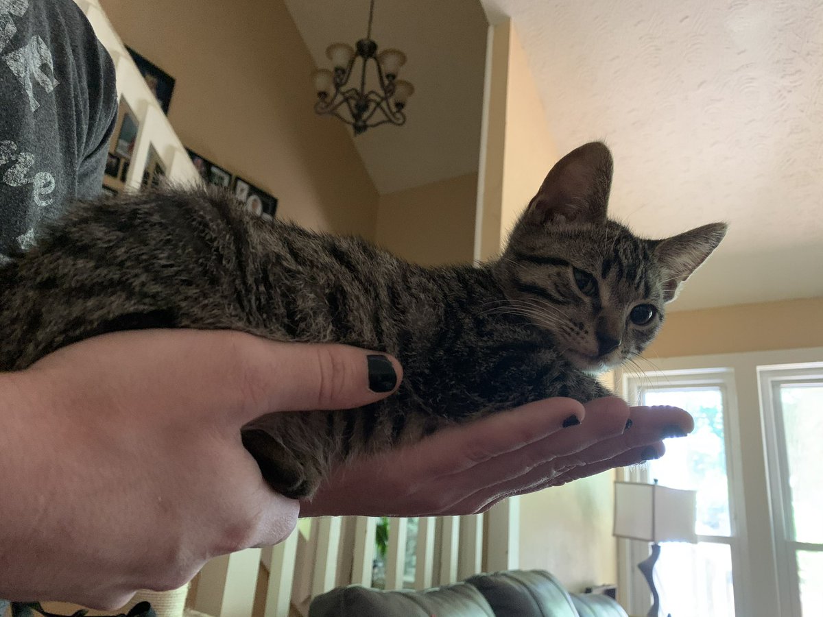 MerlintheCat9's tweet photo. It’s my brother Santana’s 5th #gotchaday see him then and now.  #CatsOfTwitter #CatsOfX https://t.co/yojabyrUOI