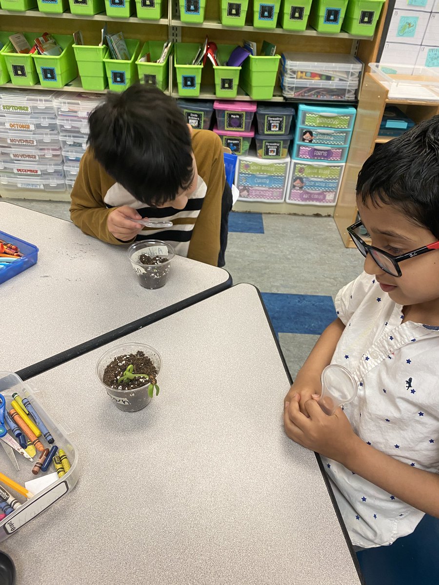 These kindergarten scientists were so happy to check on their plants after a weekend away! #bemisthinkers