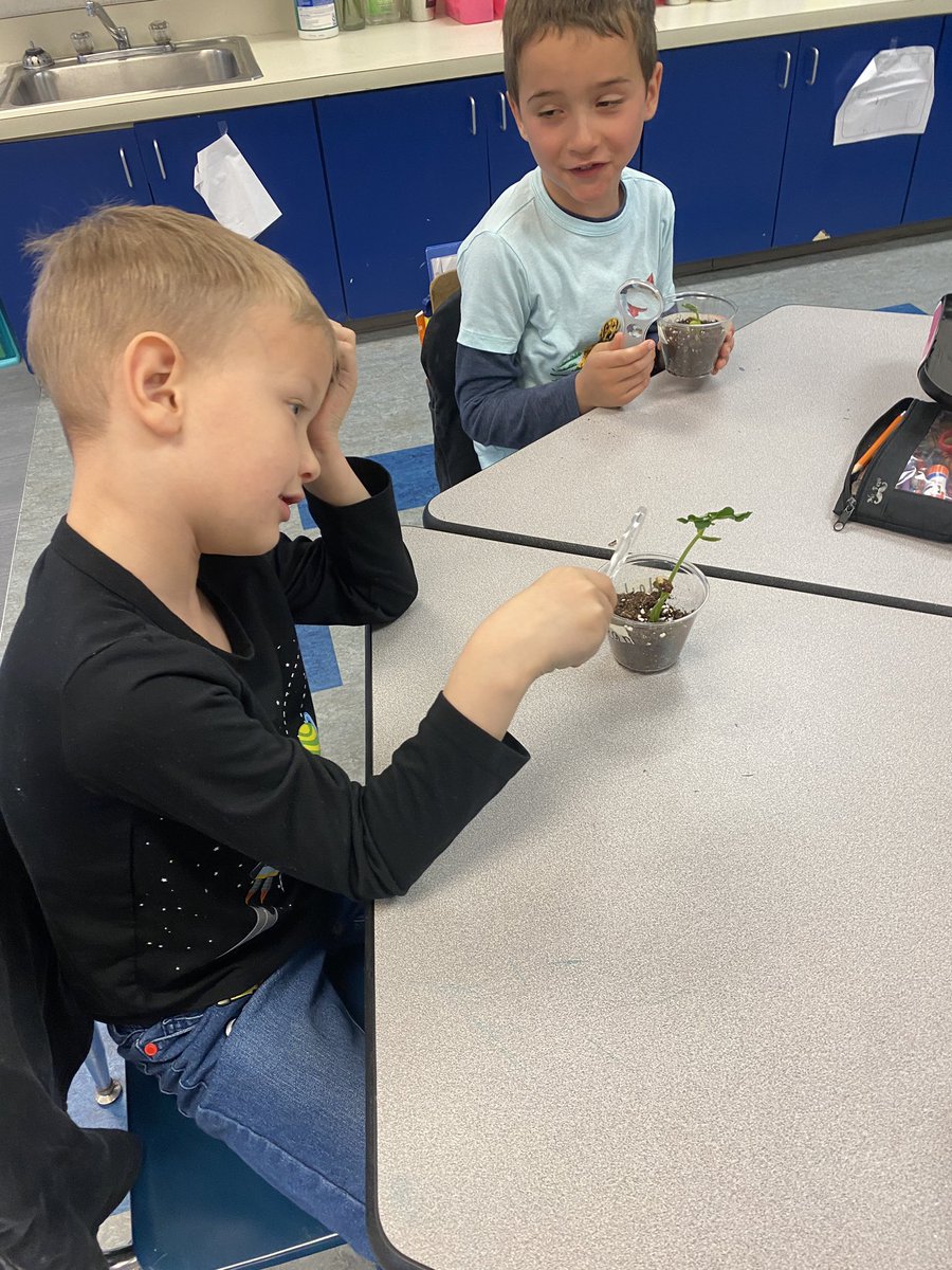 msbeylerian's tweet photo. These kindergarten scientists were so happy to check on their plants after a weekend away! #bemisthinkers https://t.co/CNuTaOaT6t