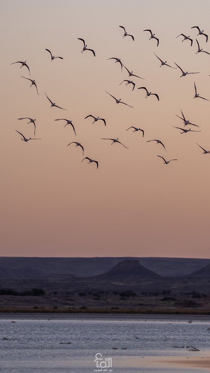 “ طائر الفلامنجو 🦩“ 

 يختار بحيرة “قاع الملح” بمحافظة بقعاء كمحطة استراحة خلال هجْرته، لأنها توفر له بيئة غنية بالطحالب والقشريات المالحة التي تمنحه لونه الوردي المميز.
المكان الهادئ والمسطح الأبيض الهائل يوفّر له الأمان والغذاء في آنٍ واحد .