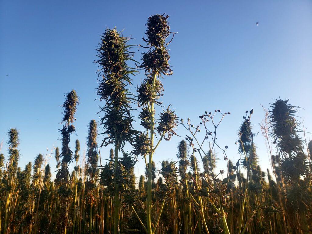 Hemp Canada Chanvre announces first-ever board of directors: ow.ly/jS2N50VNebn #cdnag #ontag #westcdnag