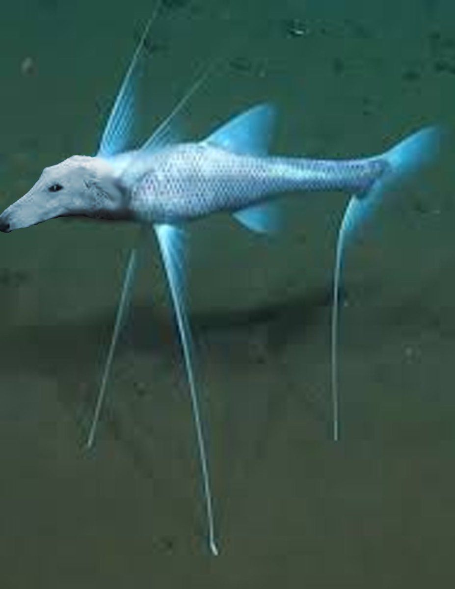 floxschmo tweet media