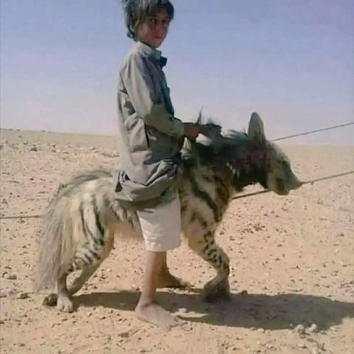 لمسة إبداع - 𝑻𝒐𝒖𝒄𝒉 𝑶𝒇 𝑪𝒓𝒆𝒂𝒕𝒊𝒗𝒊𝒕𝒚 tweet media