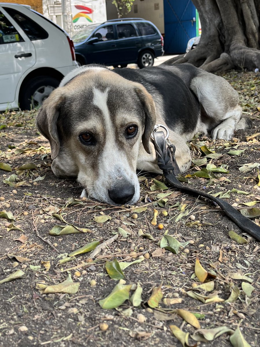 HELA_MORE's tweet photo. Esos ojitos hermosos guardan un pasado muy triste,pero con su ayuda lograremos que su futuro este lleno solo de cosas maravillosas y momentos felices.

Él es Charlie,un perrito recién rescatado con muchas ganas de encontrar una familia.
Estamos en CDMX. https://t.co/JwHCkfRlaS