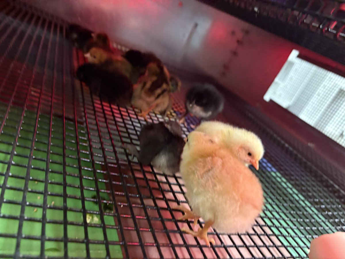 Anyone wanna guess how many times I heard, “guess what, chicken butt” today?? A class favorite project has come to an end.  We love raising chicks in agriscience! 
<a href="/CteSiegel/">Siegel Career and Technical Education</a> <a href="/RuCoCTE/">RuCo CTE</a>