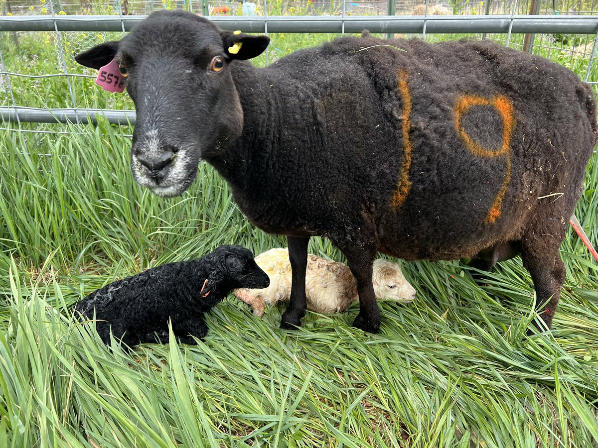 Asa-Tie twins by Badden Ram white ewe and a black Ram.