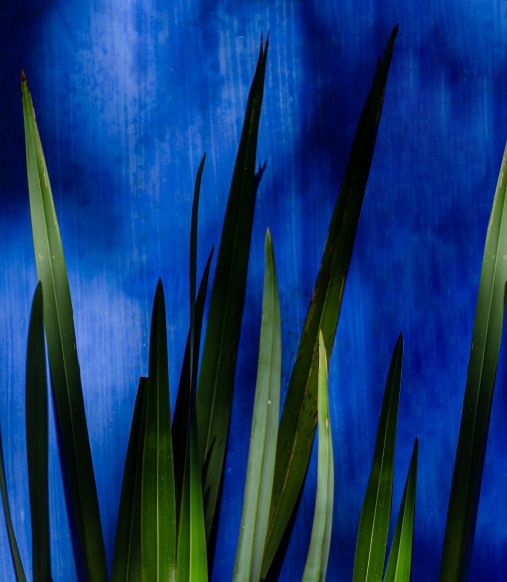 museofridakahlo's tweet image. La #CasaAzul 💙, no solo conserva los objetos, espacios y colores que marcaron la vida de 🫀 #Frida, también cumple con la misión de preservar y compartir su legado. Parte de ese legado es la casa misma, cada rincón del museo ofrece una mirada directa a su historia personal, su
