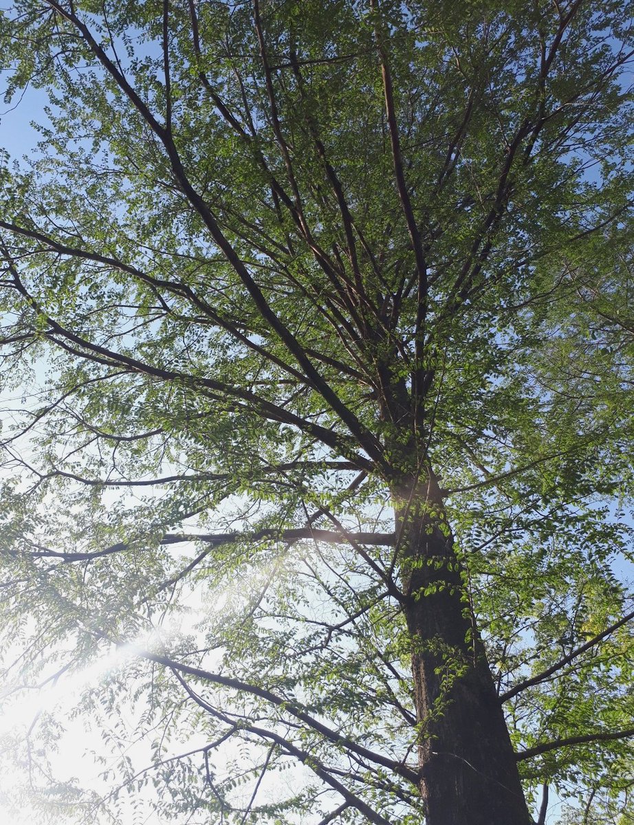 utoutosuu's tweet image. 今日はお仕事
マンション清掃🧹

まぁ日々色々あるけど
黙々とできる仕事は
気持ちの浮き沈みが少なくて済む

集中できるのもそうだし
空を見たり　緑を見たり
鳥ちゃんのさえずりも聞きながら
そんな環境の仕事場が
私にはあってるんだよね 🐦️✨

自然と付き合うのは
大変だけどさ🌳🌳

#hss型hsp