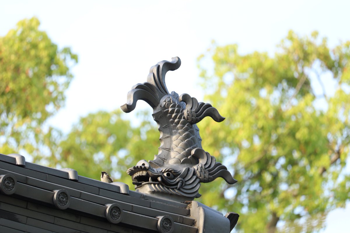 KK777S's tweet photo. 診察しますね→診察終了→問題なし

高忍日賣神社

撮影日　2025年4月19日(土)

#愛媛
#高忍日賣神社
#すずめ
#しゃちほこ
#写真撮ってる人と繋がりたい
#カメラ男子 https://t.co/7J59GgZtOT