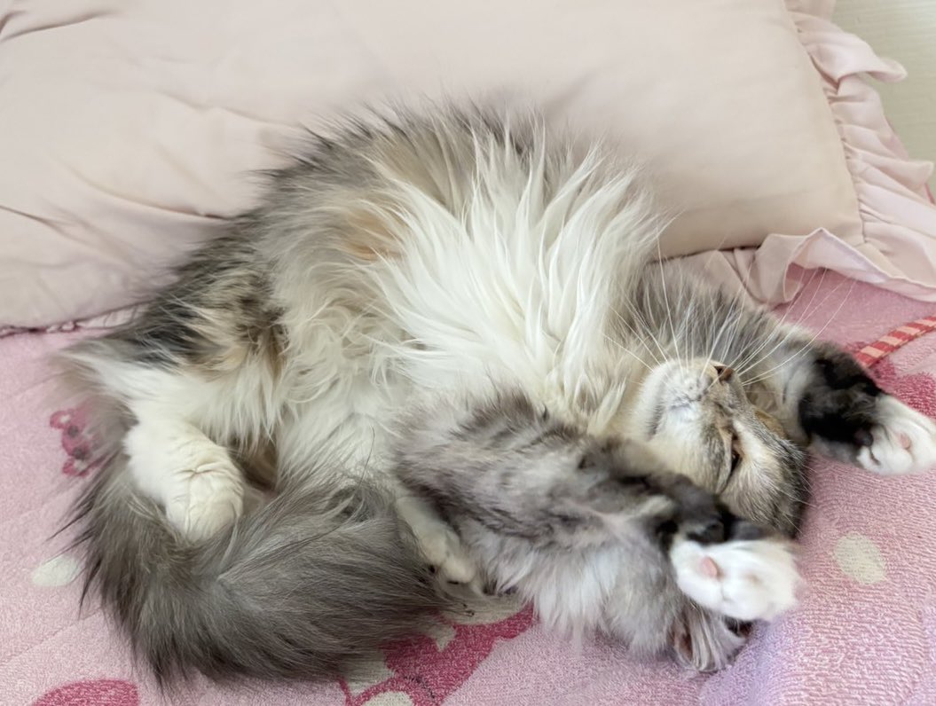 今日のみーちゃん🐈‍⬛
#猫
