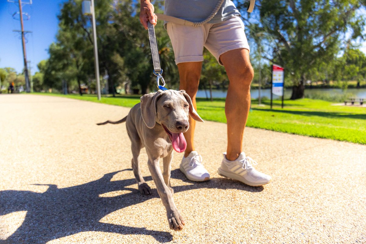 Do you have a new furry friend joining the family? We're offering FREE pet registration for first-timers! Fees apply from the next April once registered. Visit mildura.vic.gov.au/pets to find out more, including eligibility criteria