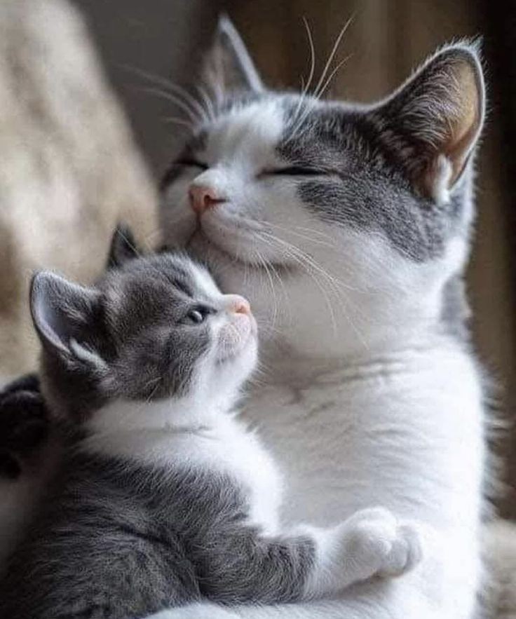 Tweet of Animals (@tweetofanimals1) on Twitter photo 