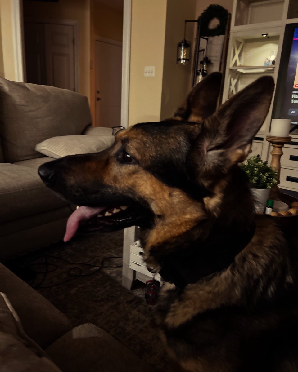 AudieFingMurphy's tweet image. You never feel quite as important as when you’re your dog’s Thunder Buddy—suddenly you’re not just a human, you’re a certified emotional support meat pillow with zero training and all the responsibility. #GSD #dog #thunderbuddy