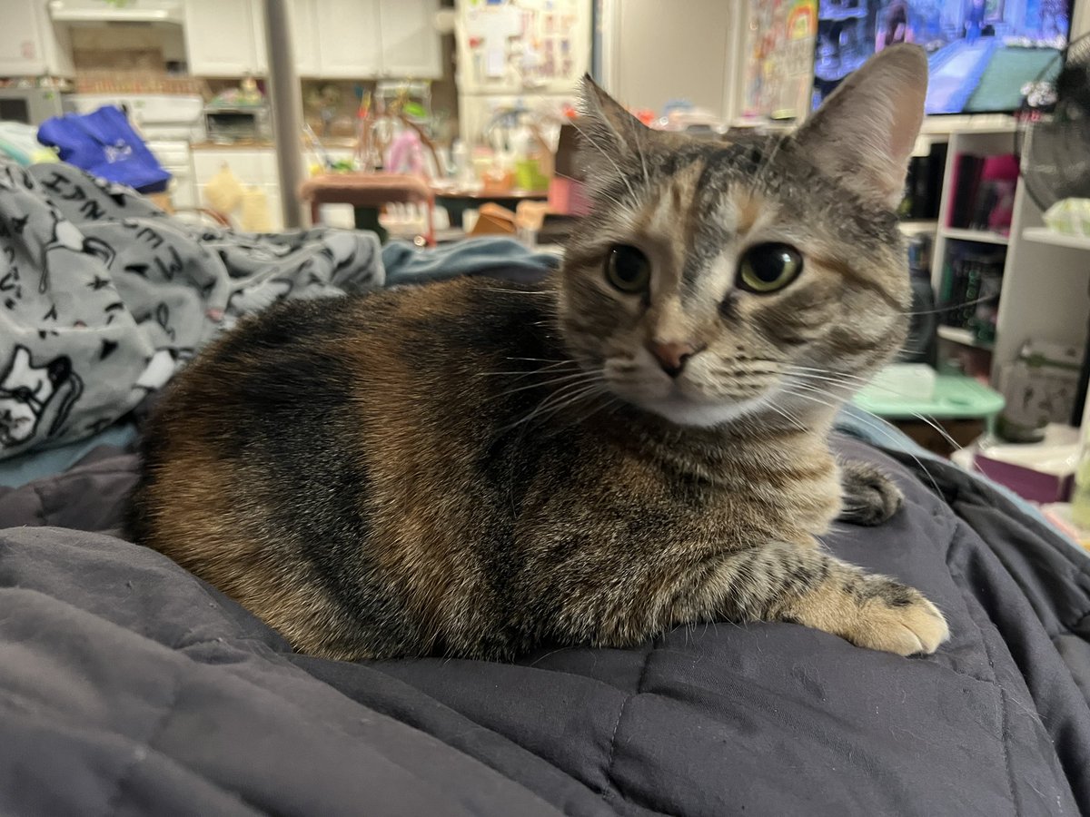 ✧✧✧ ちびくろ✧✧✧ ͙⁺˚*༓Sparkles & Flourishes ༓*˚⁺‧͙ Cute Emoticons & Emojis