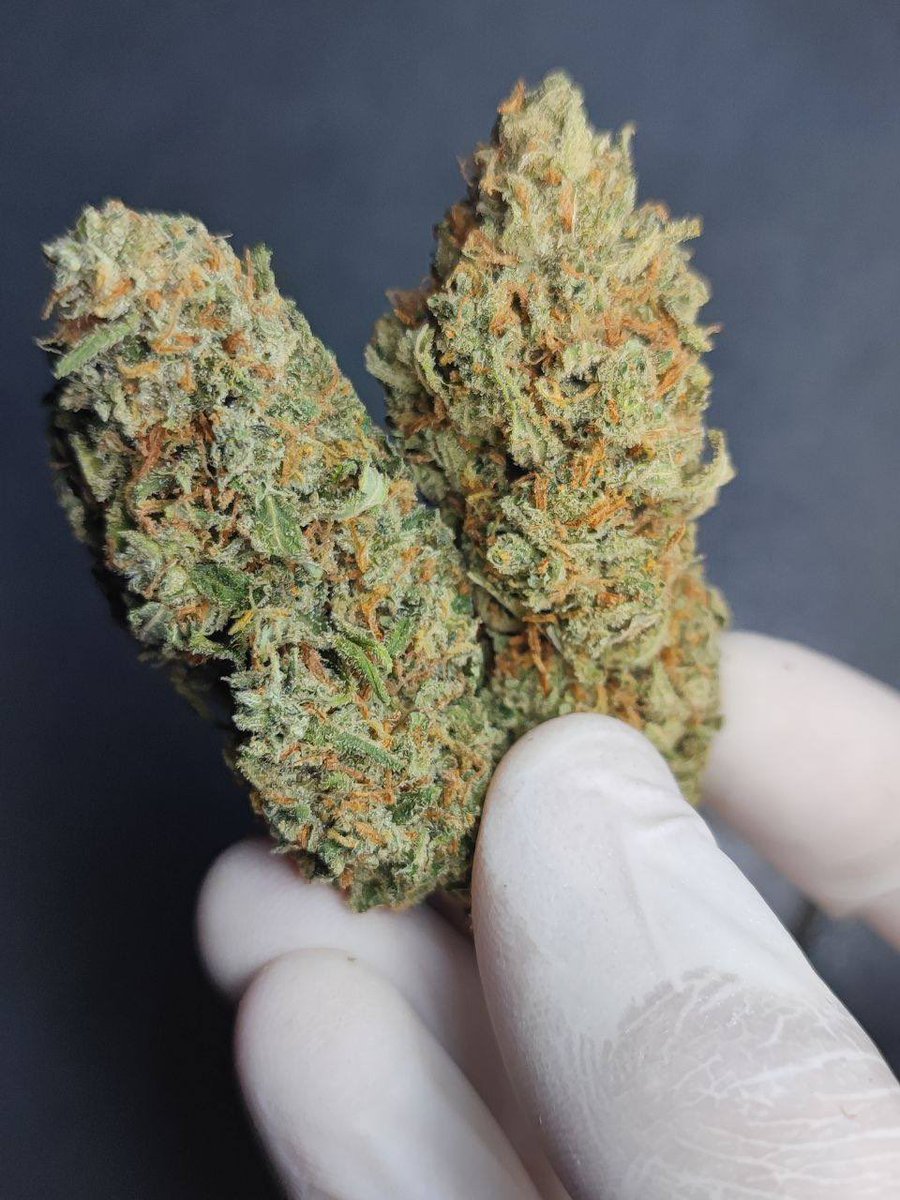 JamieDistro's tweet image. Gorilla Glue💎