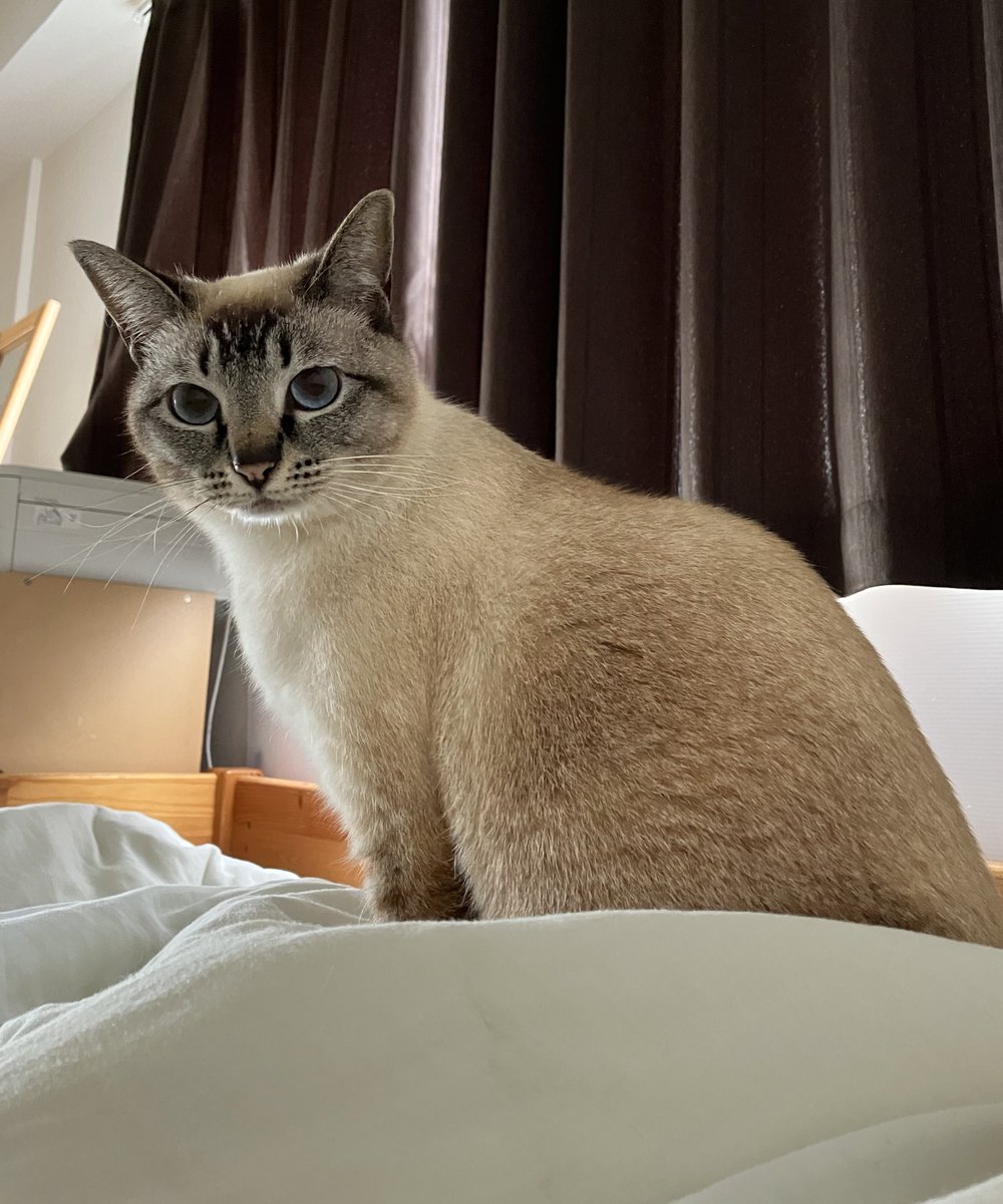 人間が起きるまで無言で見つめるねこ