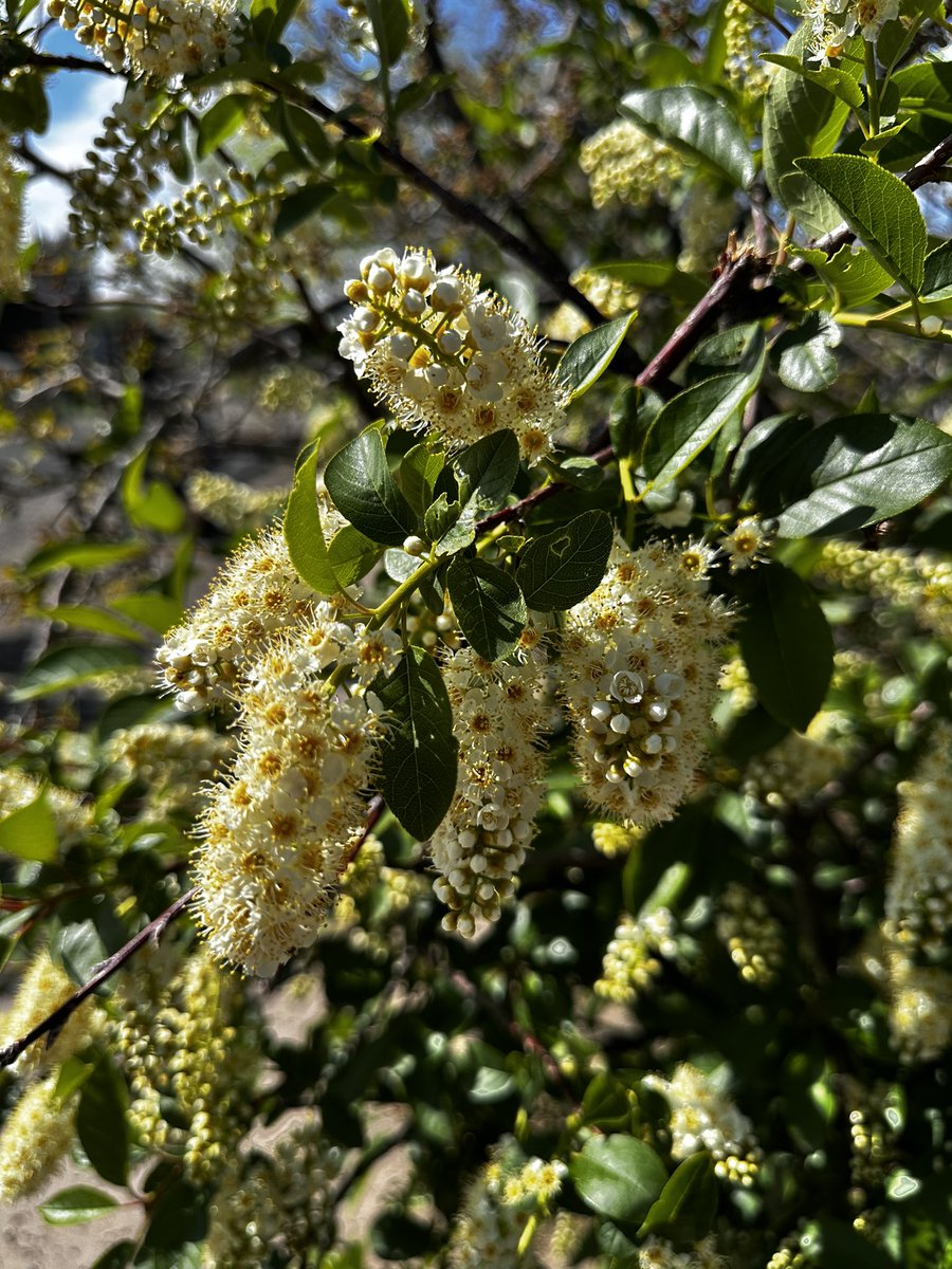 Nature shots I took today at Coot Lake Trails 🥾