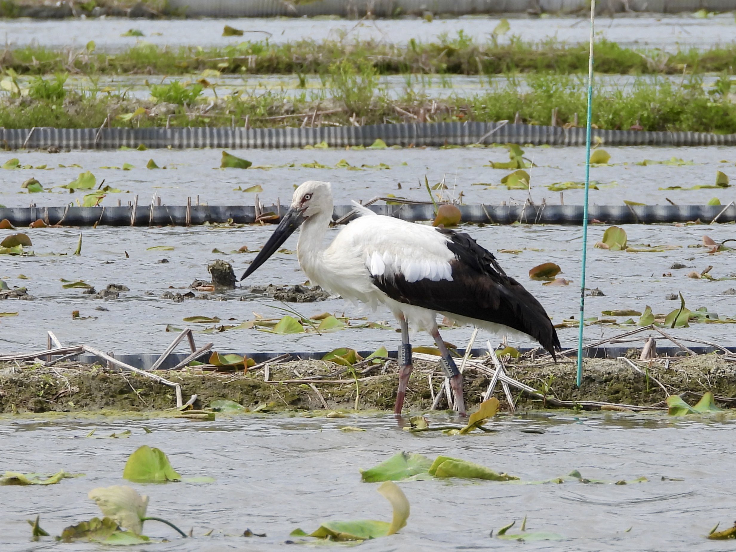 鳴門コウノトリ on X: 