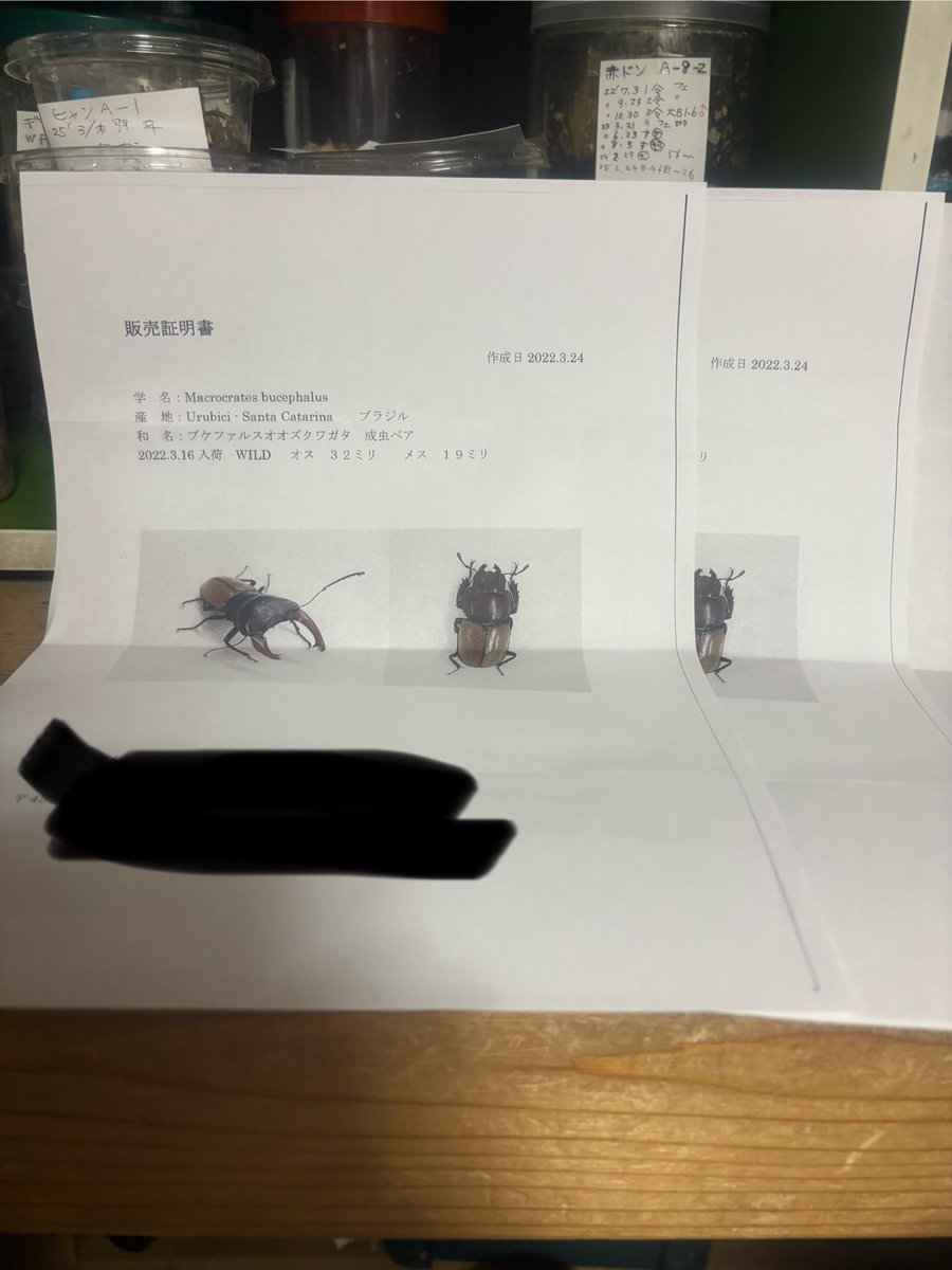 誠に申し訳ありません🙇

5/4日のむしざんまい<a href="/Musizanmai2023/">むしざんまい</a>さんイベントでブケファルスオオズPAを購入下さった方々にWD販売証明書写しをお渡しするのを忘失しました😢
お手数ですがご連絡お願いします🙇

皆様リポストお願いします🙇

#ブケファルスオオズ