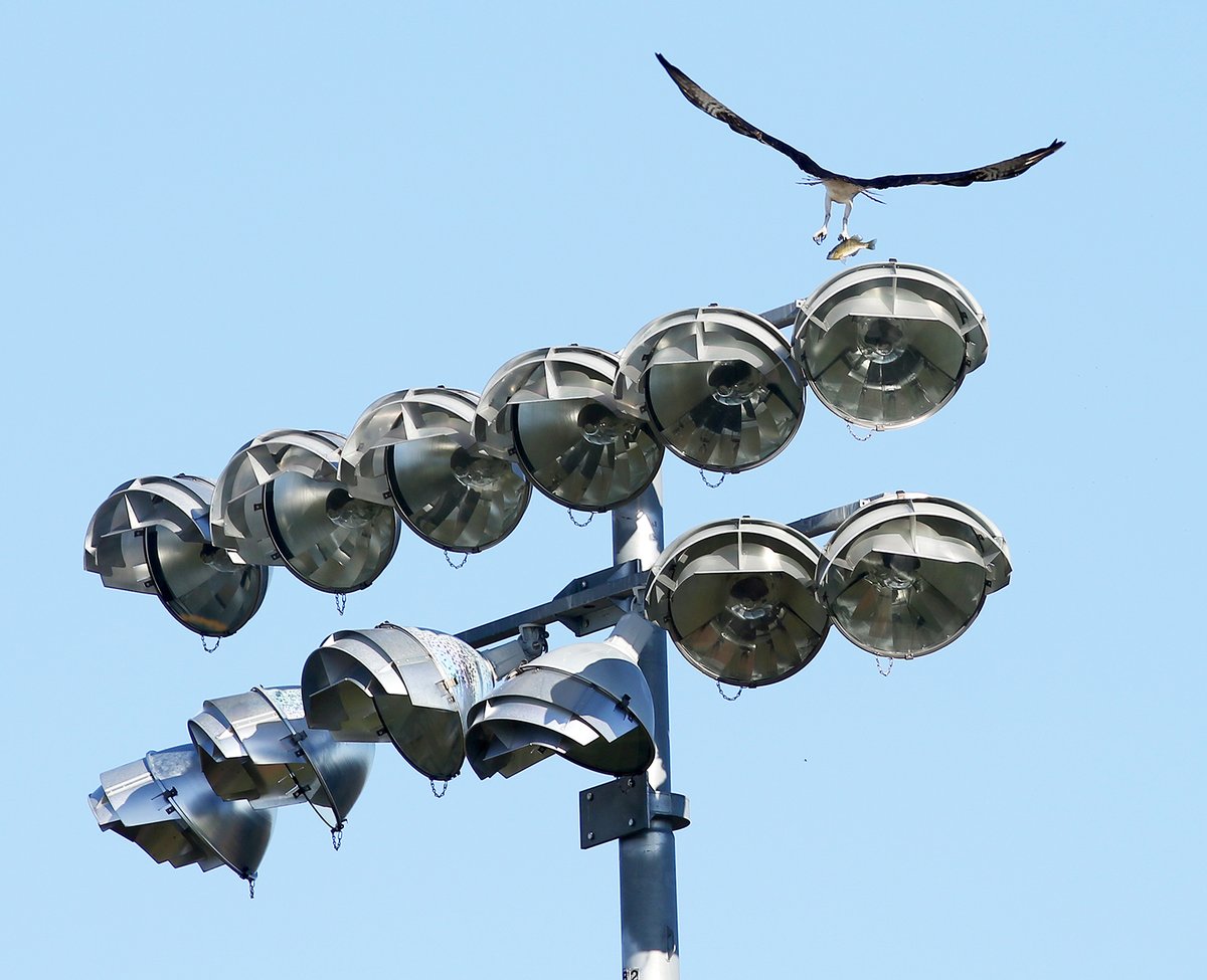 Brandon Berg (@brandon_berg) on Twitter photo I 100% stole <a href="/ericauerlee/">Eric Auer Lee</a>'s bird photo gimmick while out covering some Big Rivers golf and McDonell baseball on this beautiful Monday afternoon. I 100% stole <a href="/ericauerlee/">Eric Auer Lee</a>'s bird photo gimmick while out covering some Big Rivers golf and McDonell baseball on this beautiful Monday afternoon.