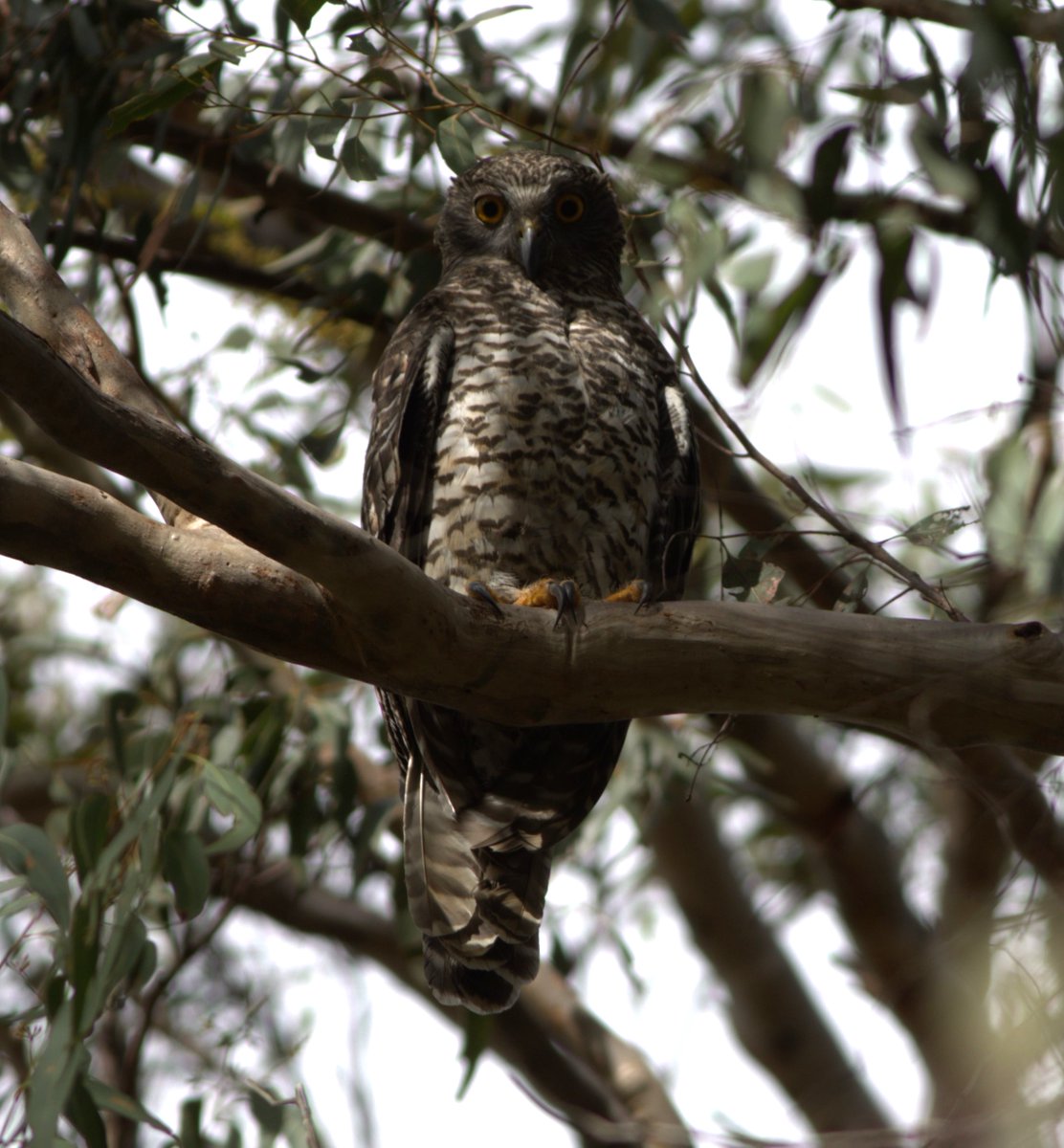 gregrobertsqld's tweet image. Powerful #Owl Mcleay Island Qld Australia one of the world&apos;s most impressive owls #wildoz #birds #birding