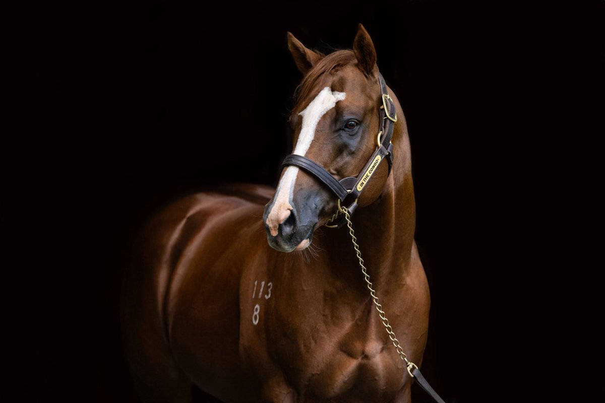 Newgate (@newgatefarm) on Twitter photo OFF THE MAP!๐บ๏ธ
Lot 321 IN THE CONGO๐ฆ x Chipanda colt sells for $190,000๐ฅ
Purchased by <a href="/jimcarey83/">jim carey</a> ๐ช๐ผ
Congratulations to <a href="/AlmaValeTB/">Alma Vale Thoroughbreds</a> & the Beirs family on another great result!๐๐ผ๐๐ผ
#OffTheMap OFF THE MAP!๐บ๏ธ
Lot 321 IN THE CONGO๐ฆ x Chipanda colt sells for $190,000๐ฅ
Purchased by <a href="/jimcarey83/">jim carey</a> ๐ช๐ผ
Congratulations to <a href="/AlmaValeTB/">Alma Vale Thoroughbreds</a> & the Beirs family on another great result!๐๐ผ๐๐ผ
#OffTheMap