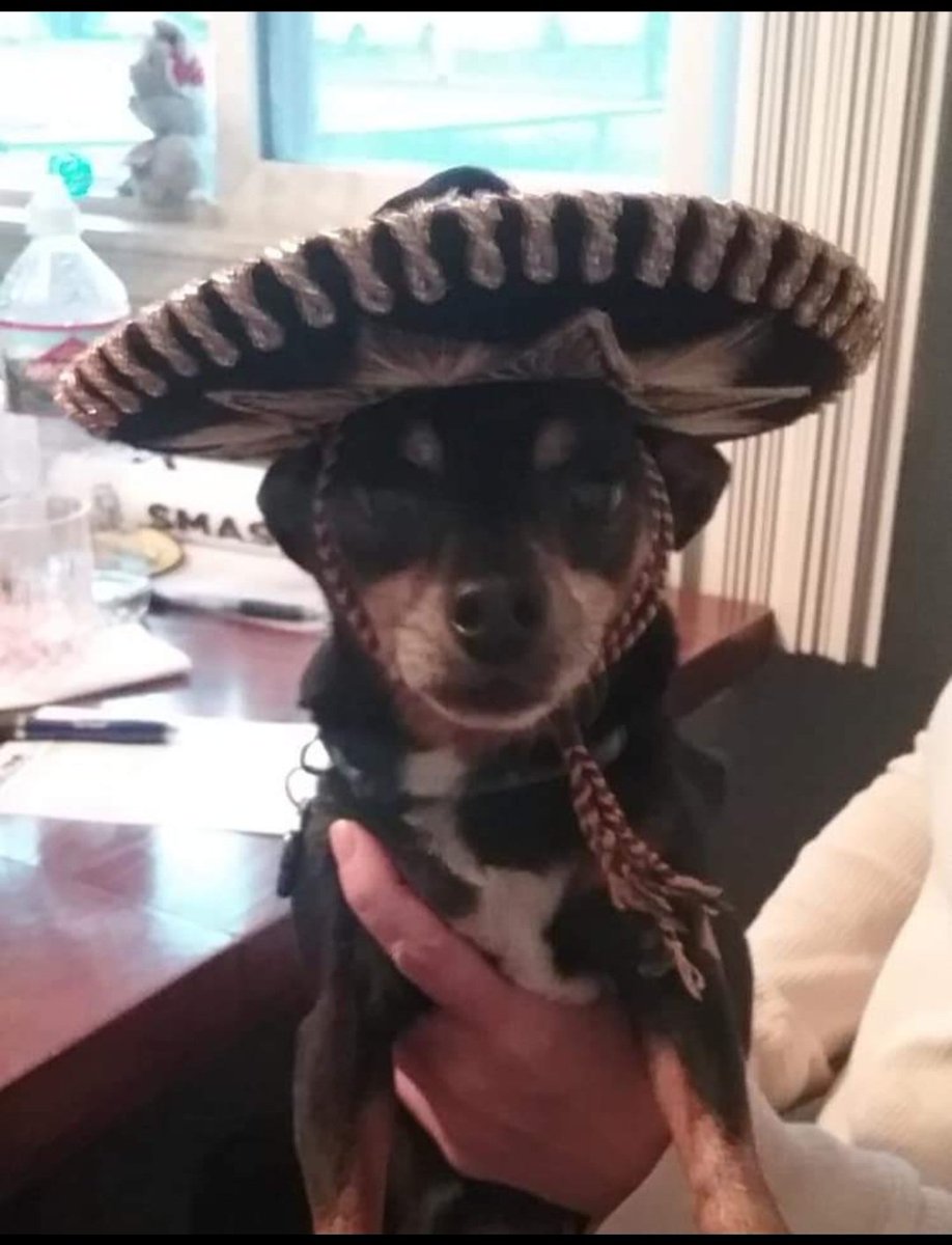 Happy Cinco de Mayo!  This was our fur brother Tyson 🌈