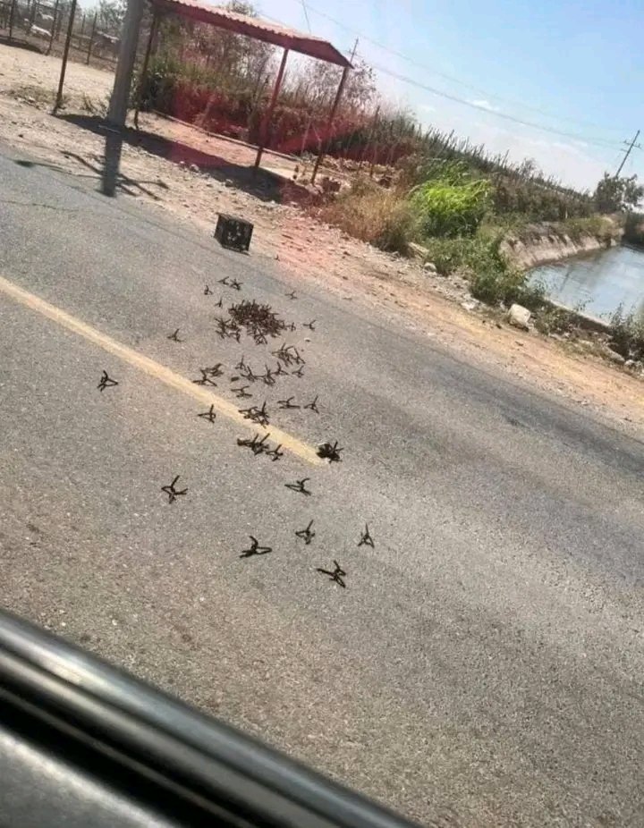 MataSalas123's tweet image. #Reporte: cerca de #Guasave parece ser que habrá agarre debido a lo que esta pasando en la México 15
Las ley 1318 #Bamoa y la 1381 Wilson al parecer ya las cerraron por seguridad en todo el pueblo de estacion bamoa esta cerrado y las carreteras llenas de ponchallantas.
#Sinaloa.