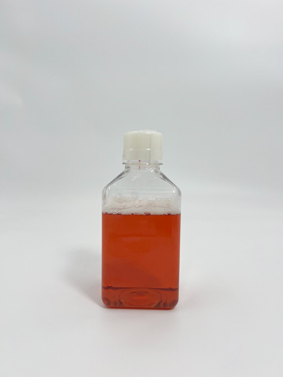 globalkangbio's tweet photo. GLOBE KANG Free Sample FBS Fetal Bovine Serum 500ml of China Fetal Bovine Serum Factory Cell Culture Media New Born Calf Serum Origin
#fetalbovineserum #cellculture #cellcultures #cellculturelab #culturemedia #culturemedias #cellculturemedia #freesample #freesamples 
#globekang https://t.co/wVy3MJ6GWJ