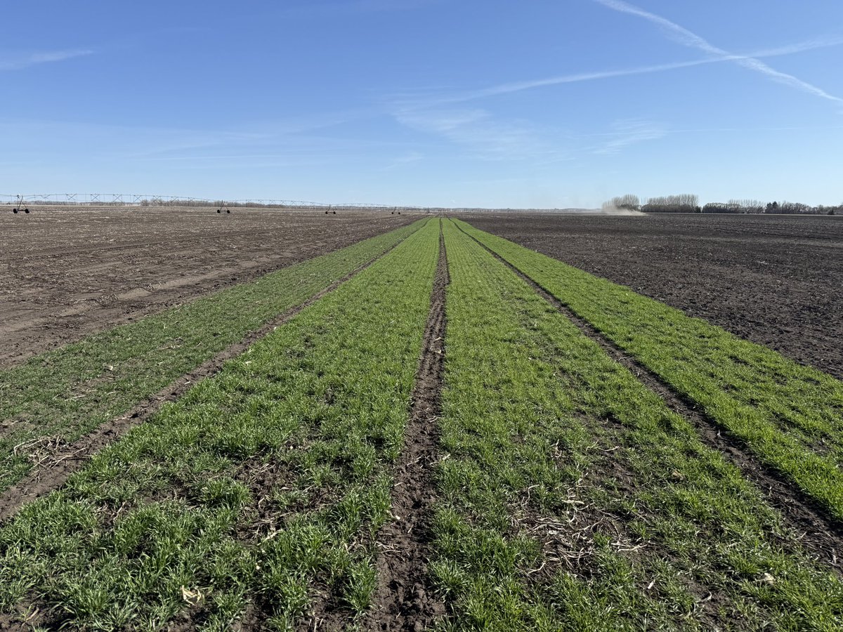 Our Rye and Winter Wheat trial! One winter wheat , 2 hybrids, and 1 OP Rye