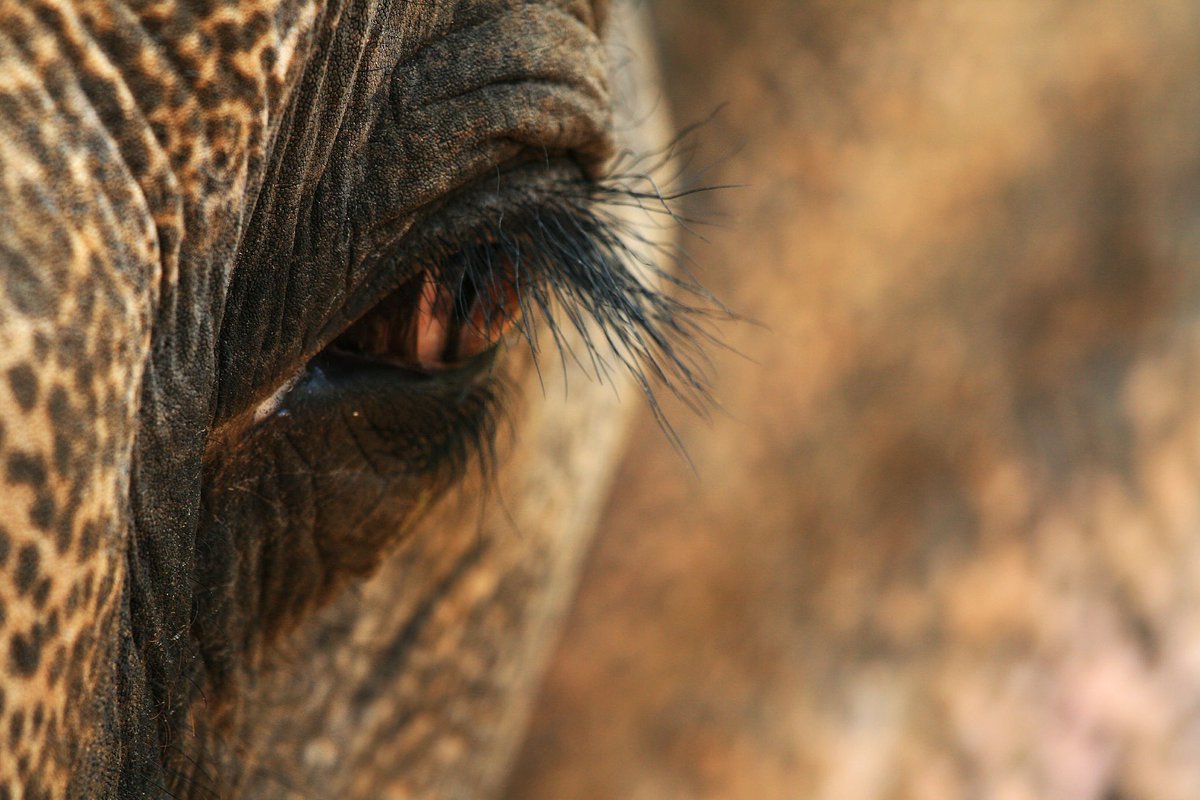 BREAKING DEVASTATING NEWS!  A Brutal Massacre in Manas National Park. 💔 Eight elephants were brutally killed in the Panbari Range, with allegations of forest officials concealing the full extent of this poaching spree.  We must demand justice. 🐘💔
bit.ly/3GFRBjb