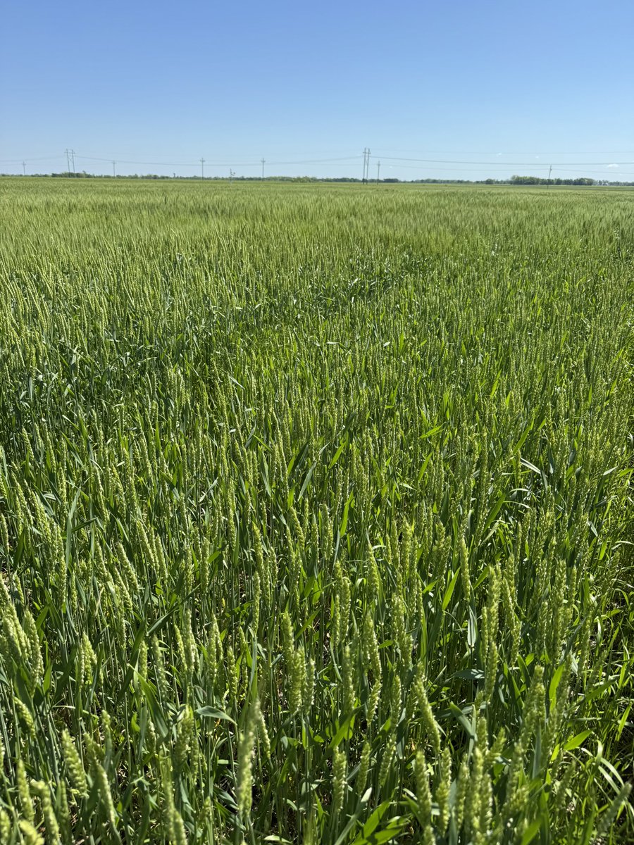 OSU_smallgrains's tweet image. Great field tour in Miami today with a full OSU Ag speaker lineup!
Huge thanks to the Rendel family for hosting and supporting OSU research—from planting date trials, soft wheat varieties, soil fertility to summer crops, and more!
@zrendel
@OkiefarmerBrent
@okstate_ag