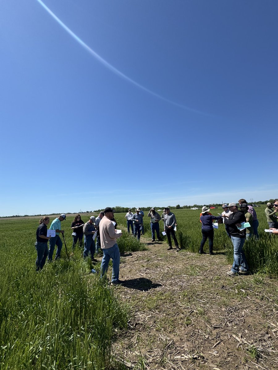 OSU_smallgrains's tweet image. Great field tour in Miami today with a full OSU Ag speaker lineup!
Huge thanks to the Rendel family for hosting and supporting OSU research—from planting date trials, soft wheat varieties, soil fertility to summer crops, and more!
@zrendel
@OkiefarmerBrent
@okstate_ag