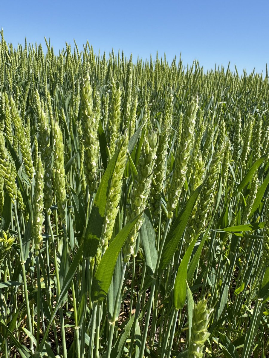 OSU_smallgrains's tweet image. Great field tour in Miami today with a full OSU Ag speaker lineup!
Huge thanks to the Rendel family for hosting and supporting OSU research—from planting date trials, soft wheat varieties, soil fertility to summer crops, and more!
@zrendel
@OkiefarmerBrent
@okstate_ag