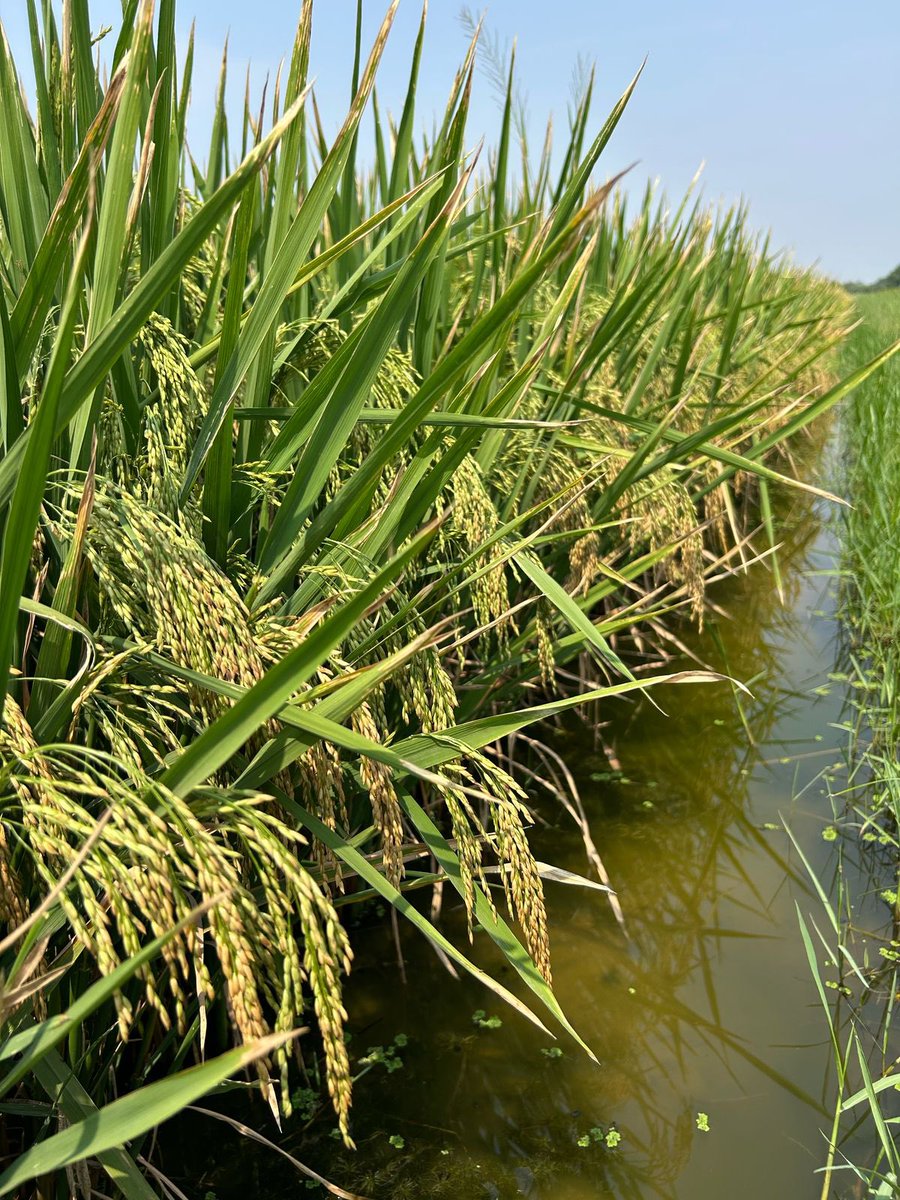 sudhakarudumula's tweet photo. India’s 1st genome-edited rice developed in Hyderabad 

In a landmark moment for Indian agricultural science, ICAR–Indian Institute of Rice Research (IIRR) at Rajendranagar developed the country’s first genome-edited rice variety, DRR Dhan 100 (Kamala). 

Here are the key points

1.India’s first genome-edited rice, DRR Dhan 100 (Kamala), was developed by ICAR-IIRR, Hyderabad.

2.Union Agriculture Minister announced it along with Pusa DST1 developed in Delhi.

3.Led by Dr. Satendra Kumar Mangrauthia, the Hyderabad team used CRISPR-Cas for precise, non-GM editing.

4.Kamala is based on Samba Mahsuri and shows 19% higher yield and early maturity.

5.The rice has stronger stems, drought tolerance, and performs well with low nutrients.

6.Development took 3 years including 2 years of multi-location trials; seed release is pending notification.

7.Criticism came from GM-Free India Coalition, demanding stricter regulation and withdrawal.

 Dr. Satendra Kumar Mangrauthia
“It took nearly three years to develop this, including two years of multi-location field trials. We now have nucleus seeds and are awaiting the gazette notification for the release of seeds. Importantly, this is not a GM crop. In 2022, the govt of India clearly defined that genome editing without foreign DNA is not genetic modification.”

#Hyderabad #GeneEditedRice #ICAR
