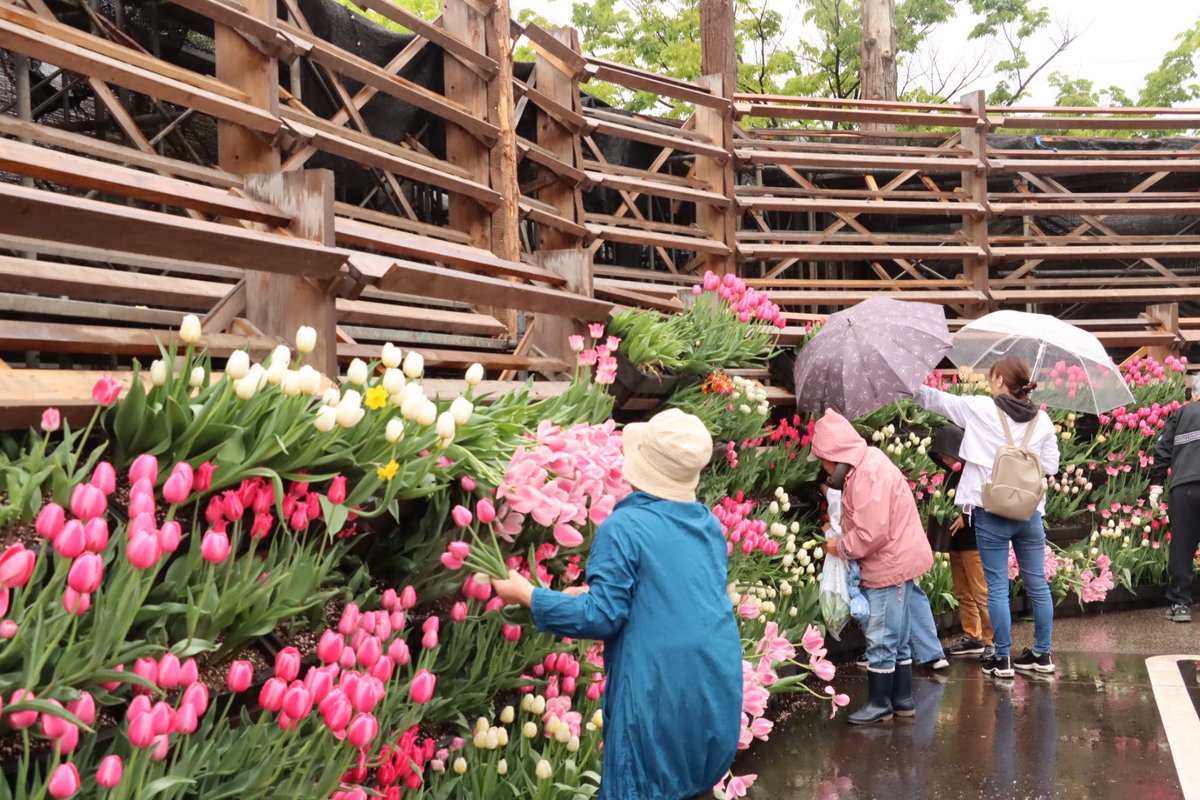 🌷ご自宅でもチューリップフェアを🌷 「花の大谷」の摘み取り体験中