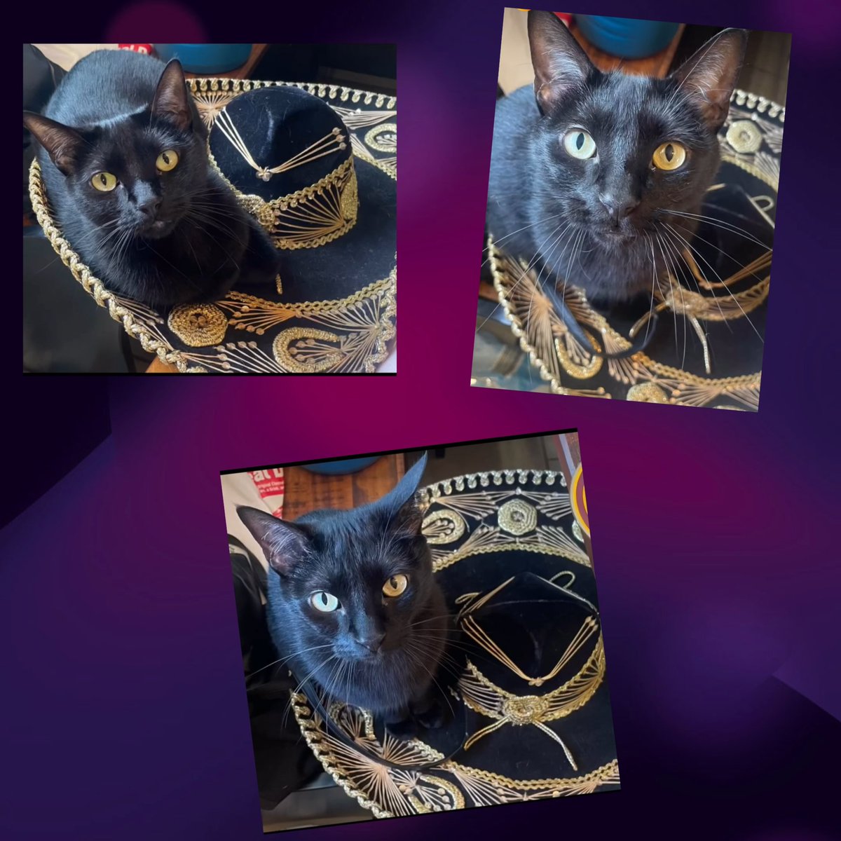 Happy cinco de mayo from Kitty Boy!! 
El Gato en a sombrero 🐈‍⬛