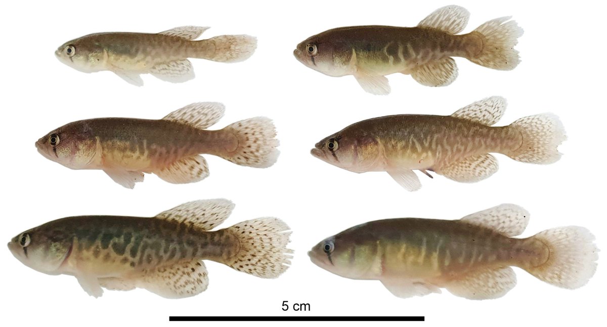 Dicen que los sueños hay que cumplirlos en vida. Uno de los míos se cumplió hoy. Encontrar una especie nueva para la ciencia. Bah, fue en junio de 2023 cuando trabajando en Parques Nacionales encontramos este pez junto a un guardaprque y una bióloga.