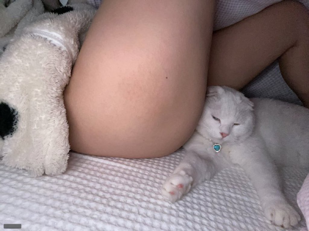 مين يحب يقعد مكان القطه ؟🥵🐈