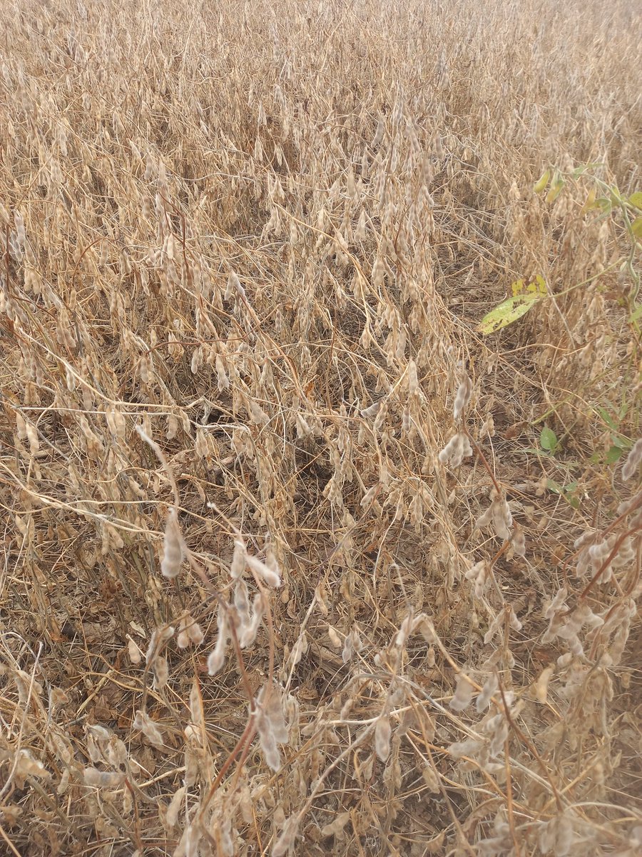 Efecto residual de aplicaciones de estiércol de feedlot. 0,10 y 20 ton/ha aplicado año por medio.  Vamos por octavo año de estudio...
