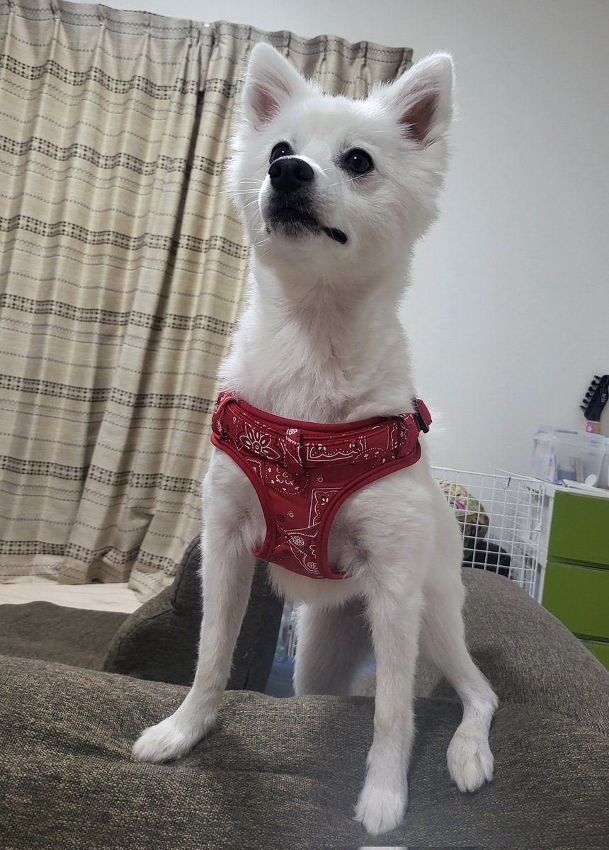 hirussyi's tweet photo. リンがいなくなってきのう2025年5月5日で1年と263日、今日5月6日で1年と264日。

情報、拡散いつもありがとうございます。本当感謝しかないです。

これからもよろしくお願いします。

#迷子犬
#日本スピッツ
#拡散希望 
#福島県
#いわき市
#スピッツ https://t.co/qNumeTiHWd