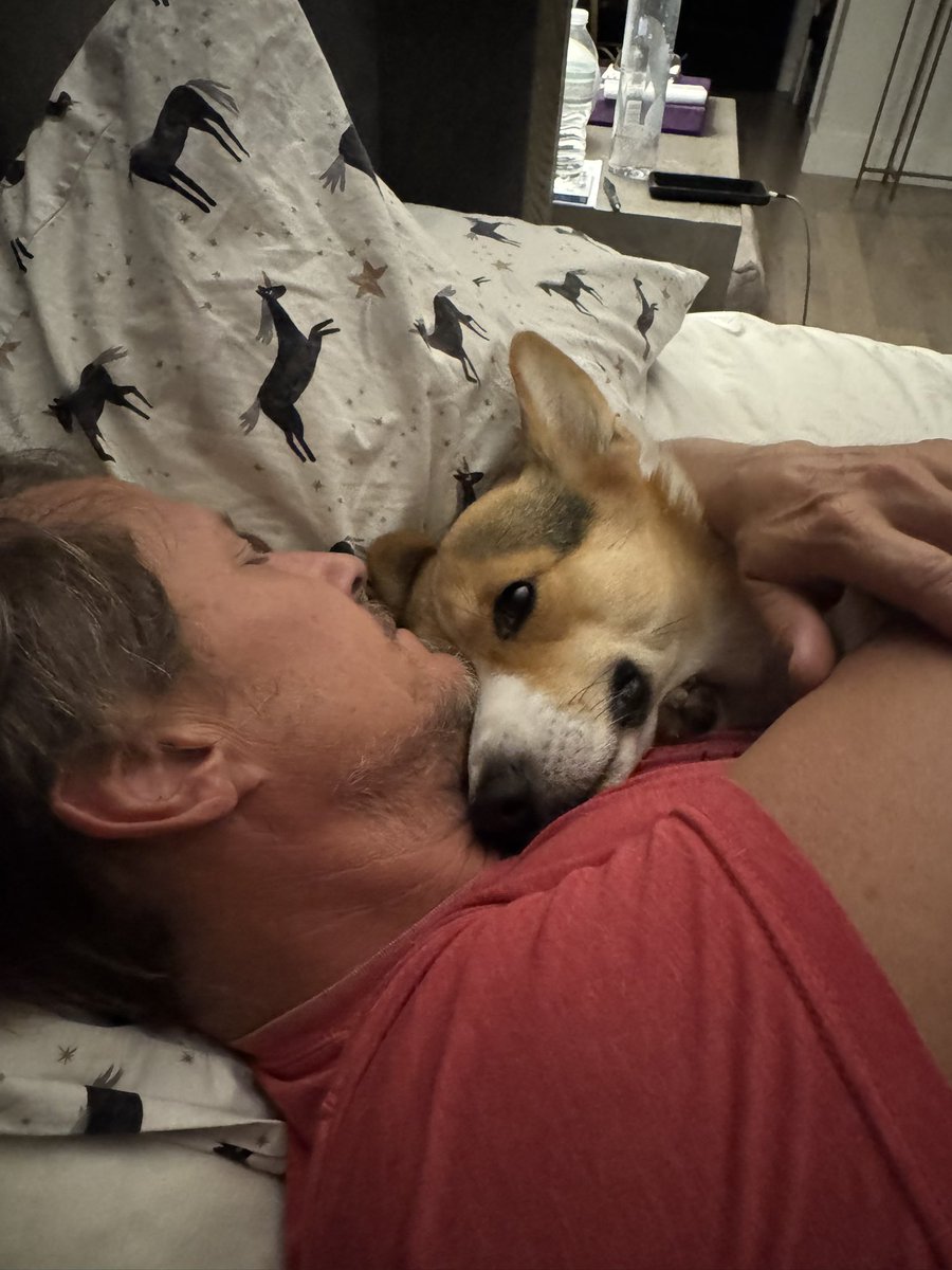 SabrinaNova1's tweet image. Current situation here at Chateau Nemec. 🥰🥲🥹🥰 #theodorecorgivelt #corgi #eveningsnoot #dogdad
