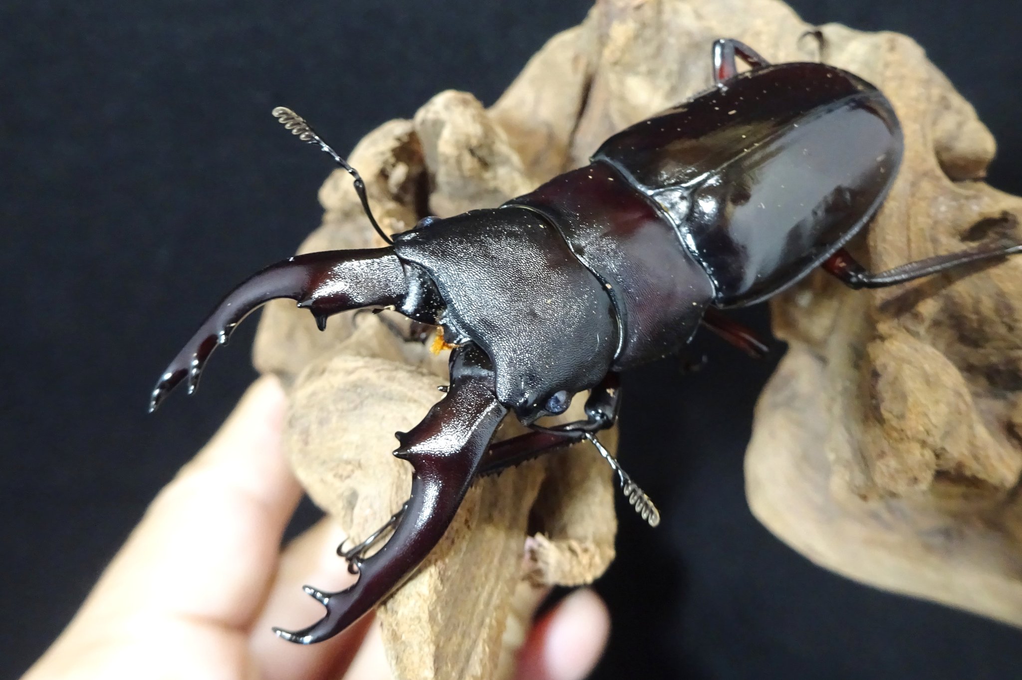 ピックル♡リクエスト７点おまとめ エクストラパック 第39弾 まれびとの宴 ｜ Z/X - Zillions of