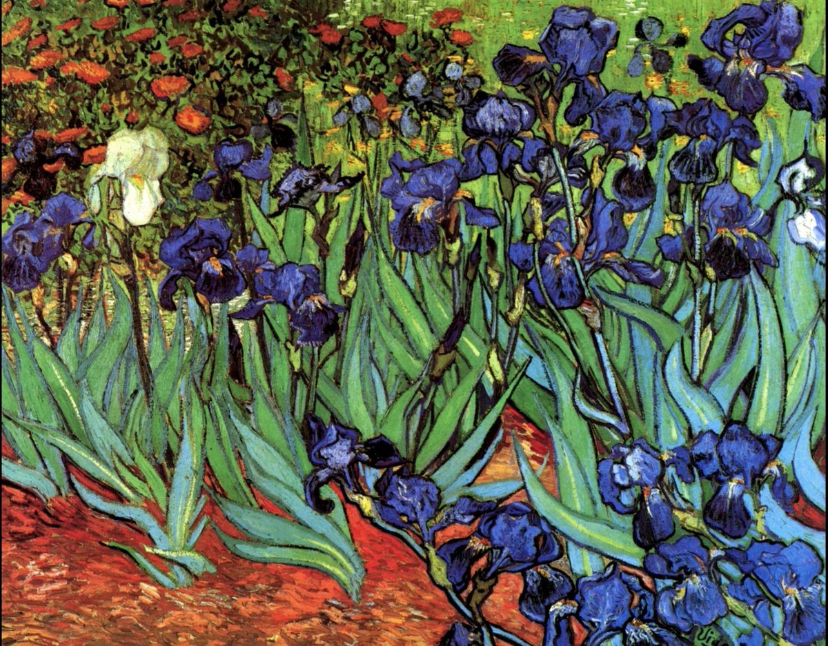 The Iris paintings are #VanGogh's elegy to the uplifting nature of floral life. Irises grew in the courtyard of St. Remy hospital and Vincent took great comfort by contemplating them. The regal blossoms carry a sense of renewed life: Van Gogh's and ours as we ponder his work.