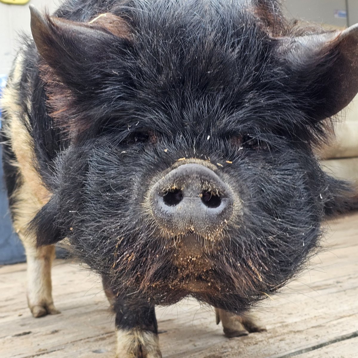 RotiniLM's tweet image. Heyy so I know I just made a new pfp, but I kinda like.. shaved most of my head, so I'll have to make a new one 😂😭

Anyways, I went to a baby shower yesterday at a lil farm and they had these guys there