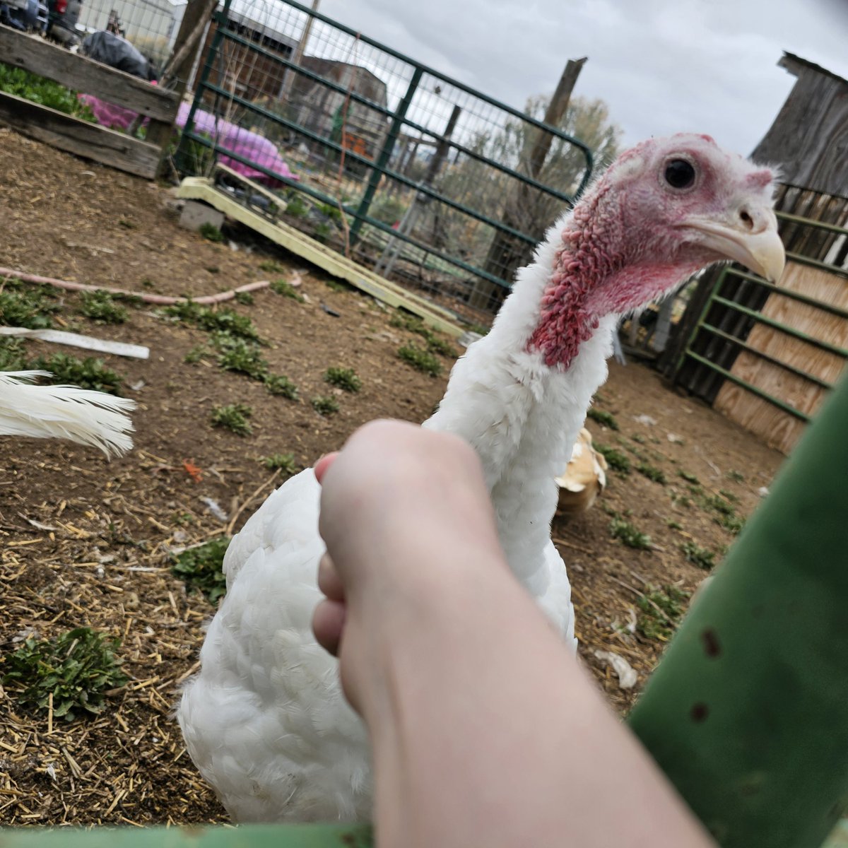 RotiniLM's tweet image. Heyy so I know I just made a new pfp, but I kinda like.. shaved most of my head, so I'll have to make a new one 😂😭

Anyways, I went to a baby shower yesterday at a lil farm and they had these guys there