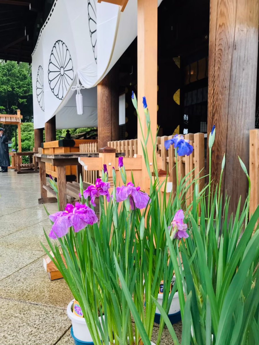 Tokyoiris_assoc's tweet photo. 最終日！🌸 奉納 花菖蒲展（6/6～6/15）は今日まで！参拝のついでに、色とりどりの花菖蒲で初夏を締めくくろう。来年もお楽しみに！✨ https://t.co/r63EASx5Ca 
#花菖蒲 #最後の一日 https://t.co/ziPvP1LNDX