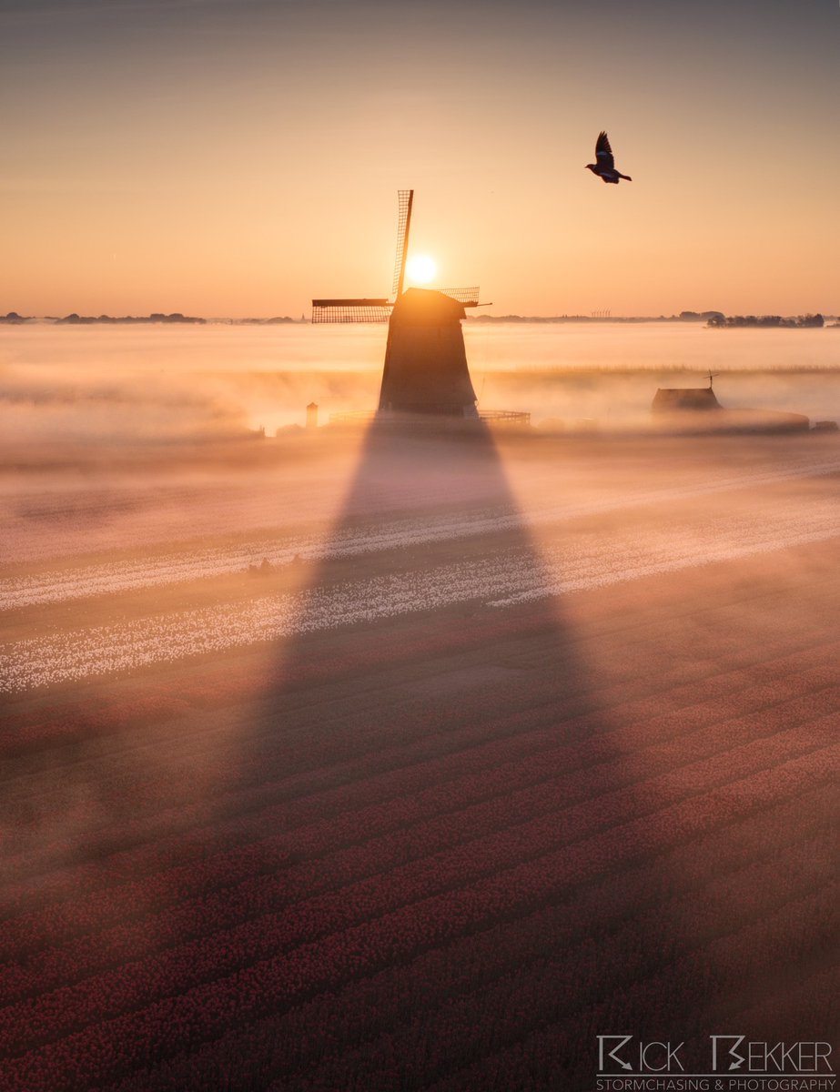 RBekker93's tweet photo. Moggeh! Wat een prachtige ochtend mocht ik een week geleden beleven boven de Nederlandse tulpenvelden! https://t.co/JcaWi8l8Zb