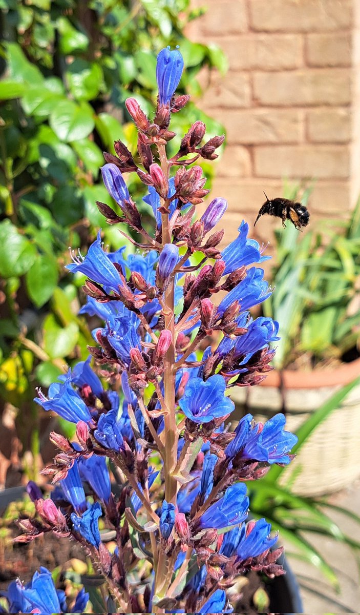 Team Echium tweet media